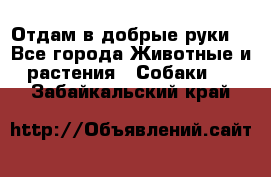 Отдам в добрые руки  - Все города Животные и растения » Собаки   . Забайкальский край